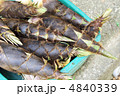 採れたて筍 4840339