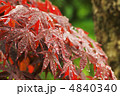 濡れた楓 4840340
