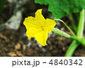 胡瓜の花 4840342