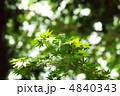 木漏れ日 4840343