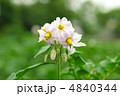馬鈴薯の花 4840344