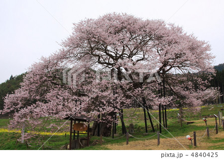 長野県高山村の黒部エドヒガン桜 4840425