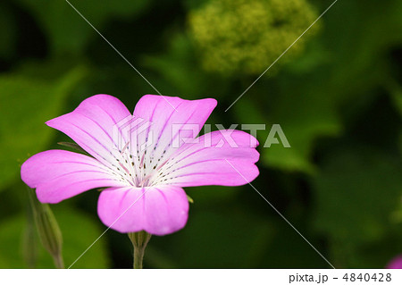 アグロステンマ アグロステンマ 4840428