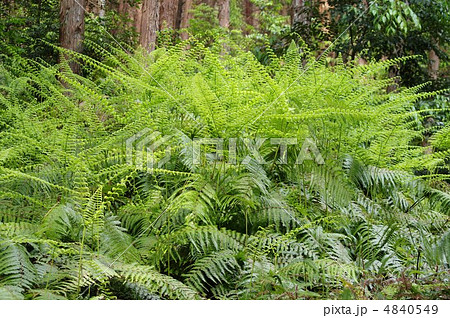 ウラジロの若葉 4840549