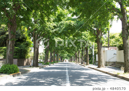 高級住宅街の銀杏並木 4840570