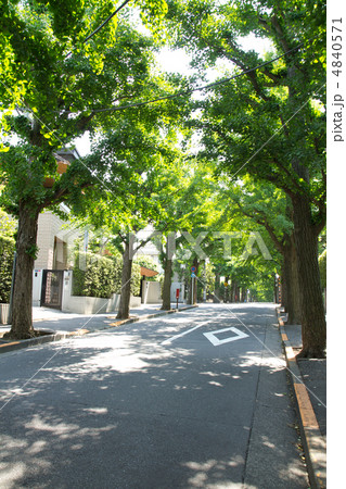 高級住宅街の銀杏並木 4840571