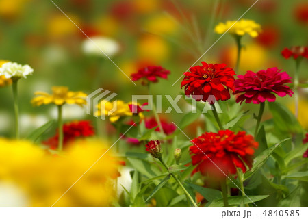 百日草－ジニア 4840585