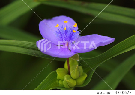 ムラサキツユクサの花 4840627
