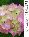 紫陽花 4841173