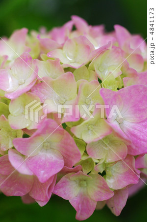 紫陽花 紫陽花 4841173
