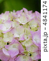 紫陽花 4841174