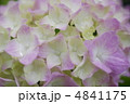 紫陽花 4841175