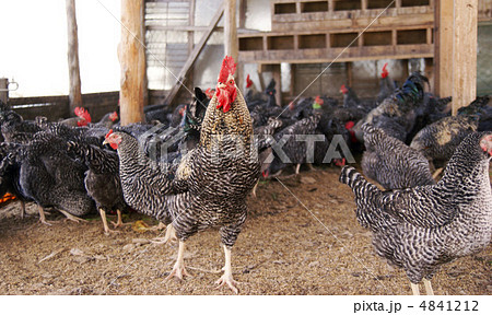 ニワトリ ニワトリ 4841212