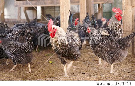 ニワトリ ニワトリ 4841213