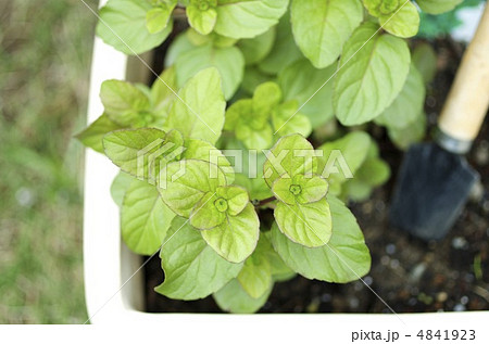 ガーデニング ガーデニング 4841923