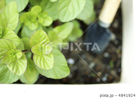 ガーデニング ガーデニング 4841924