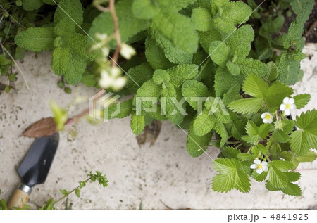 ガーデニング 4841925