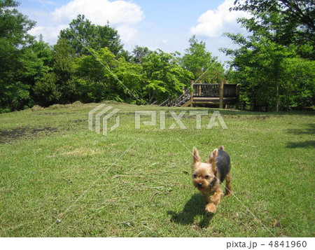 ウレシイ 4841960