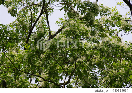 なんじゃもんじゃ 4841994