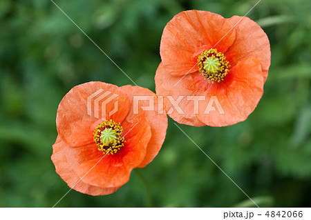 ナガミヒナゲシの花 ナガミヒナゲシの花 4842066