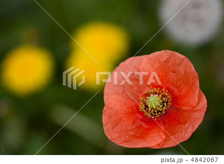 ナガミヒナゲシの花 ナガミヒナゲシの花 4842067