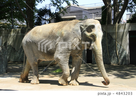 象の花子 4843203