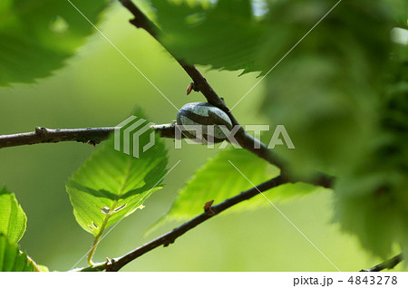 刺蛾イラガの繭　鳥の卵のようです。 4843278