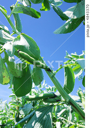 ソラマメ005 4843370