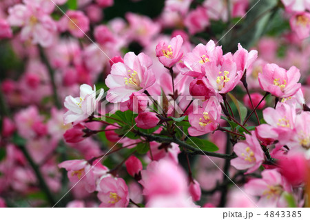 ハナカイドウ 4843385