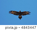 オナガイヌワシの滑空 4843447