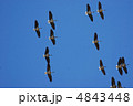 トキの群れ 4843448