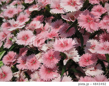 セキチク 4843492