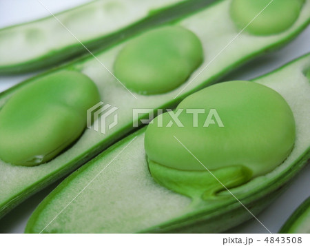 ぷっくり空豆 ぷっくり空豆 4843508