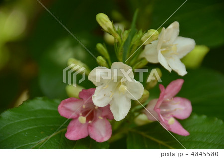 箱根うつぎ 4845580