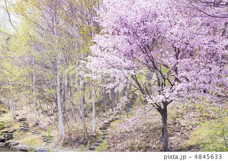 桜 4845633