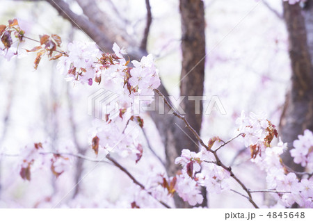 桜 4845648