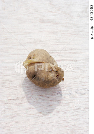 ジャガイモの種芋 ジャガイモの種芋 4845668