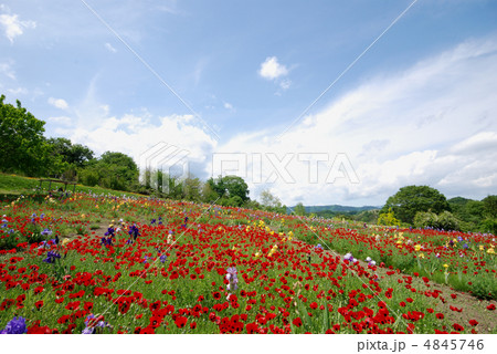 お花畑 アイリスの丘 お花畑 アイリスの丘 4845746