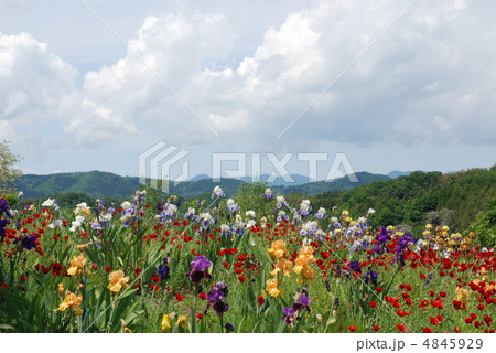 丘の花畑　群馬県安中 4845929