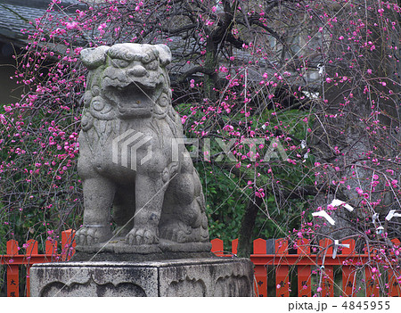 梅花と石獅子 4845955