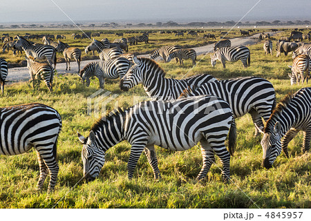 アンボセリ国立公園とシマウマ 4845957