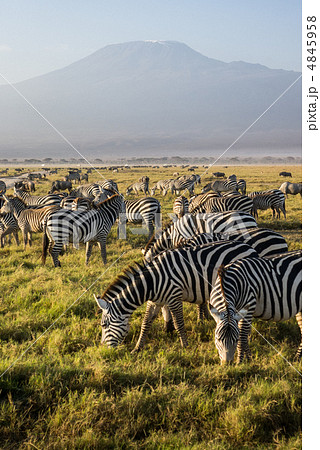 アンボセリ国立公園とシマウマ 4845958