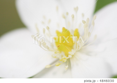 二輪草のアップ 二輪草のアップ 4846030