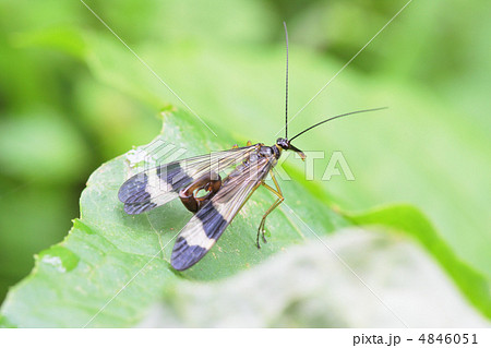 シリアゲムシの雄 4846051