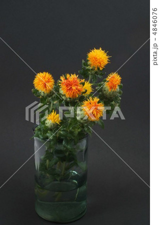 べにばな 4846076