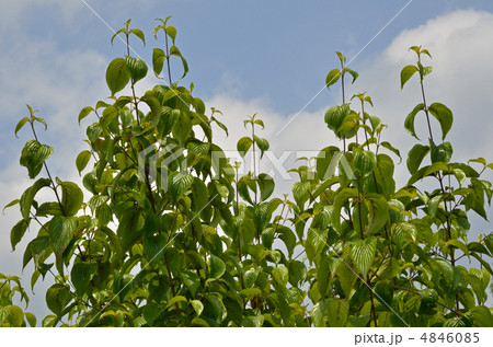 樹木・サンシュユ　ミズキ科 4846085