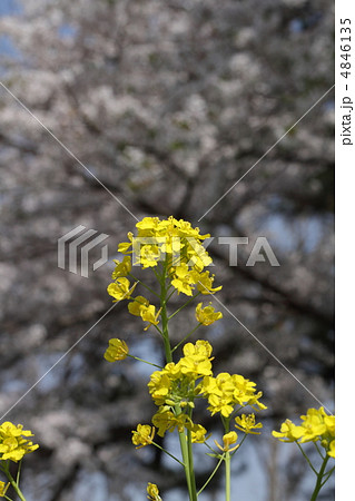 菜の花と桜 4846135