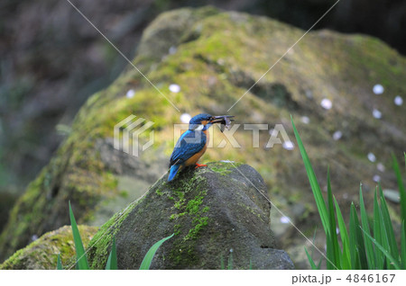 カワセミの食事 4846167