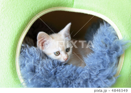 生後1ヶ月の子猫 生後1ヶ月の子猫 4846349