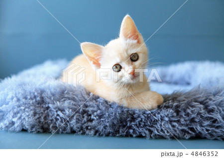 生後１ヶ月の子猫の写真素材